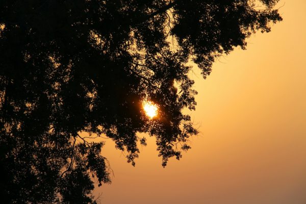 the sun is shining through the branches of a tree