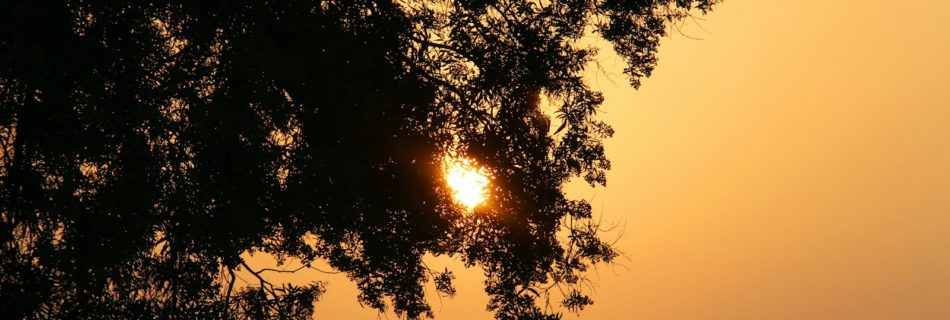 the sun is shining through the branches of a tree